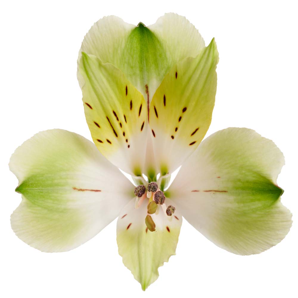 Alstroemeria Standard Green Wonder