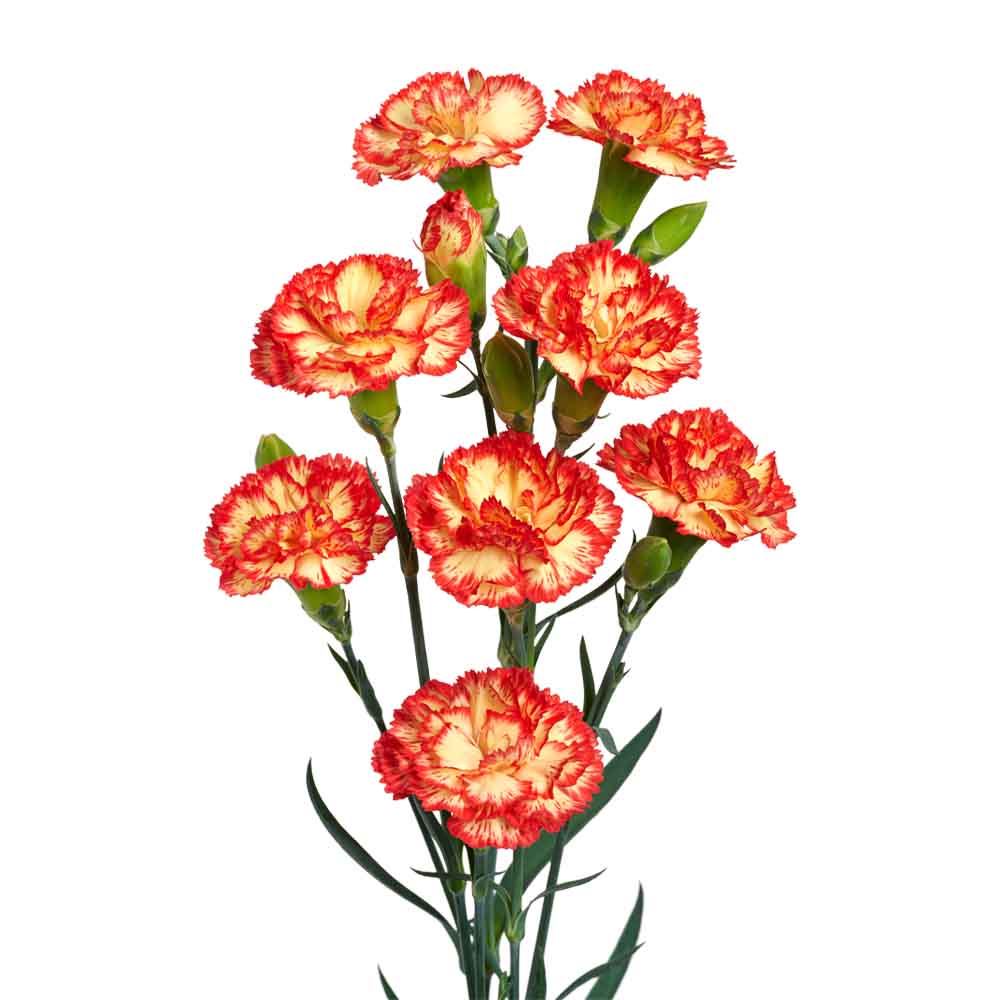 Spray Carnation Lumina