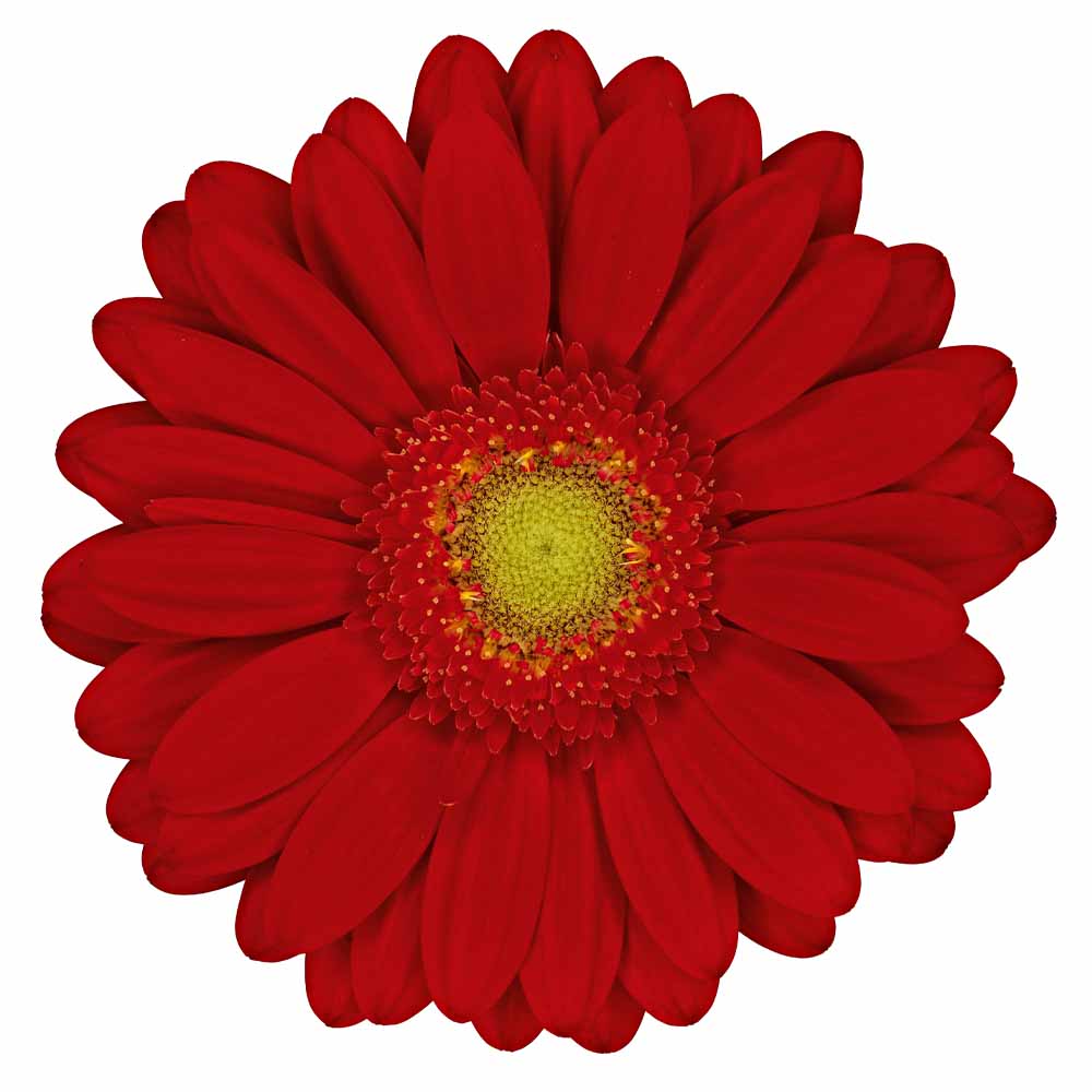 mini gerbera matina