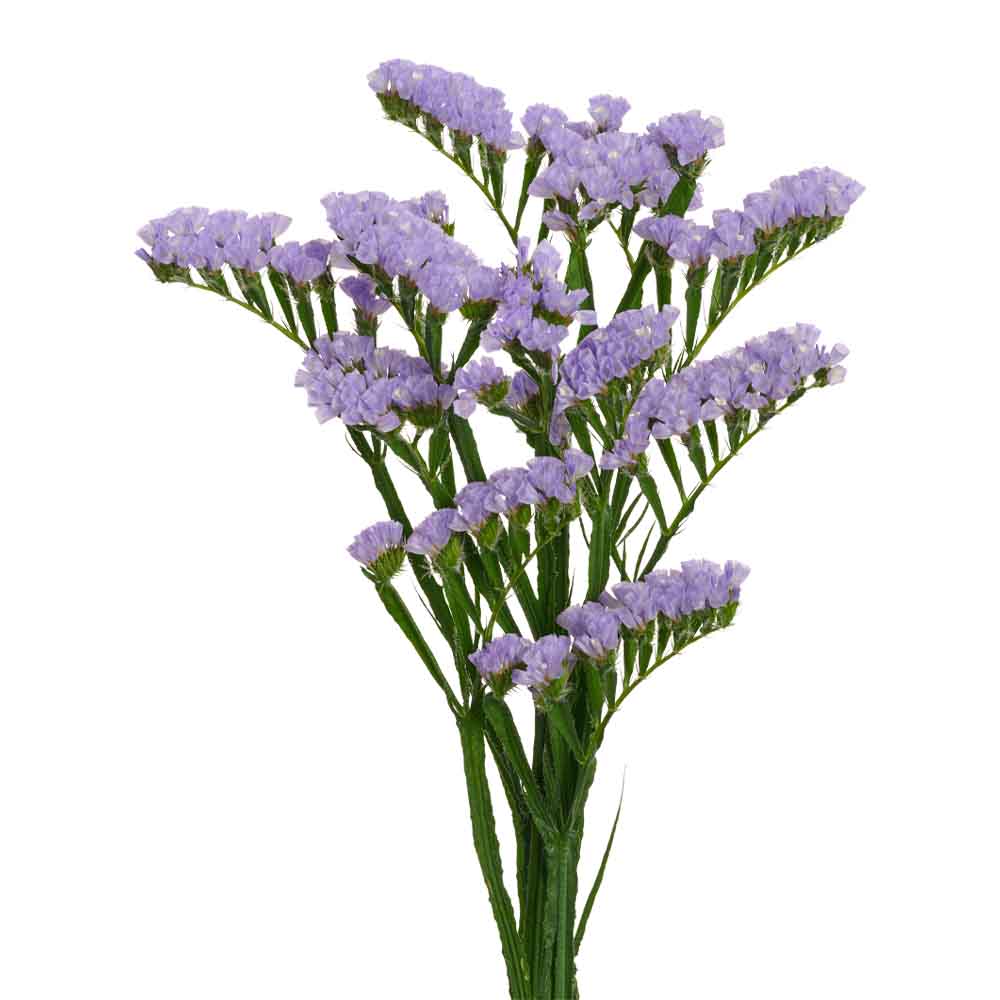 Limonium mermaid wings