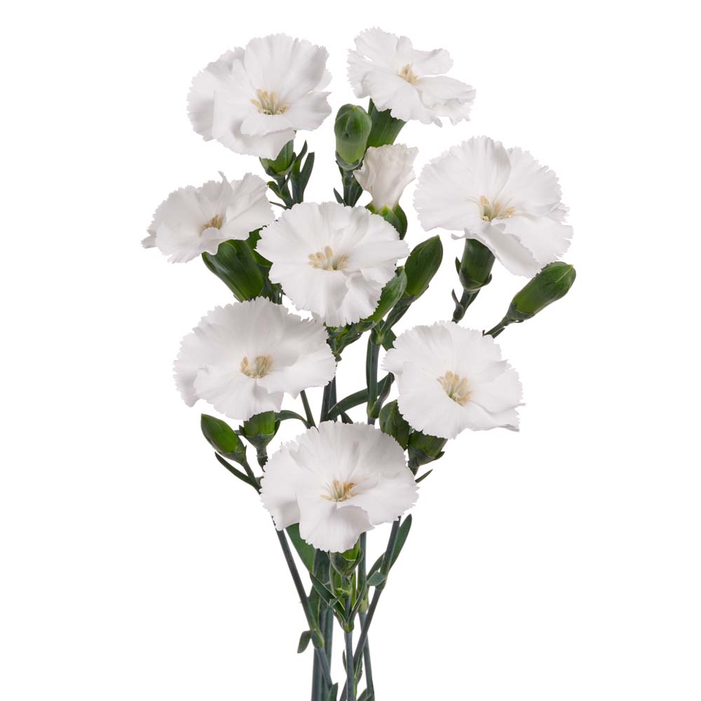 dianthus sparkz solomio lex