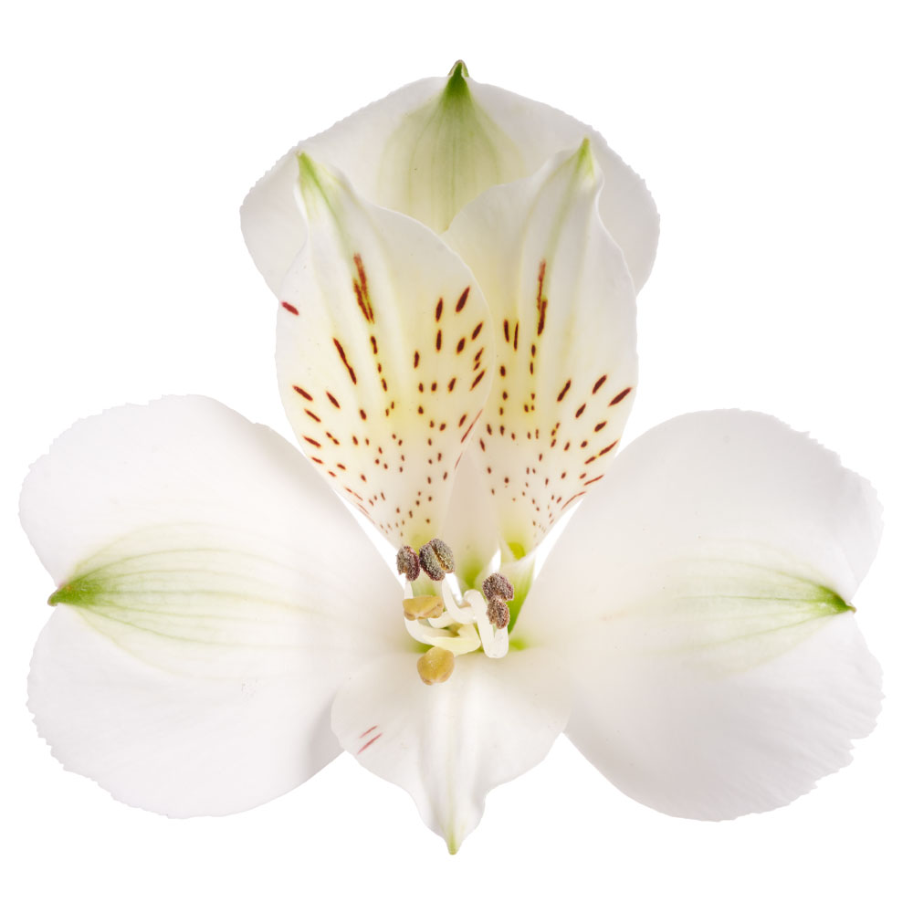 Standard Alstroemeria White Swan