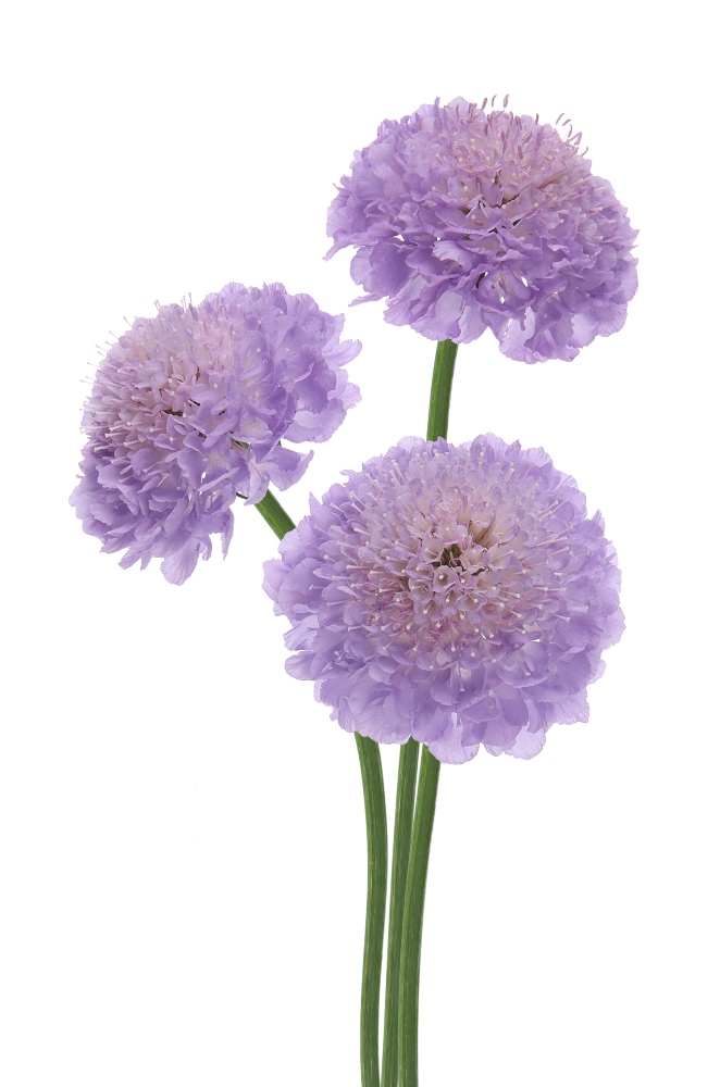 HilverdaFlorist-Scabiosa-Virtuoso-Bernini