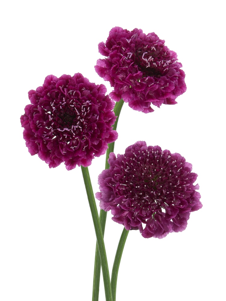 HilverdaFlorist-Scabiosa-Virtuoso-Verdi