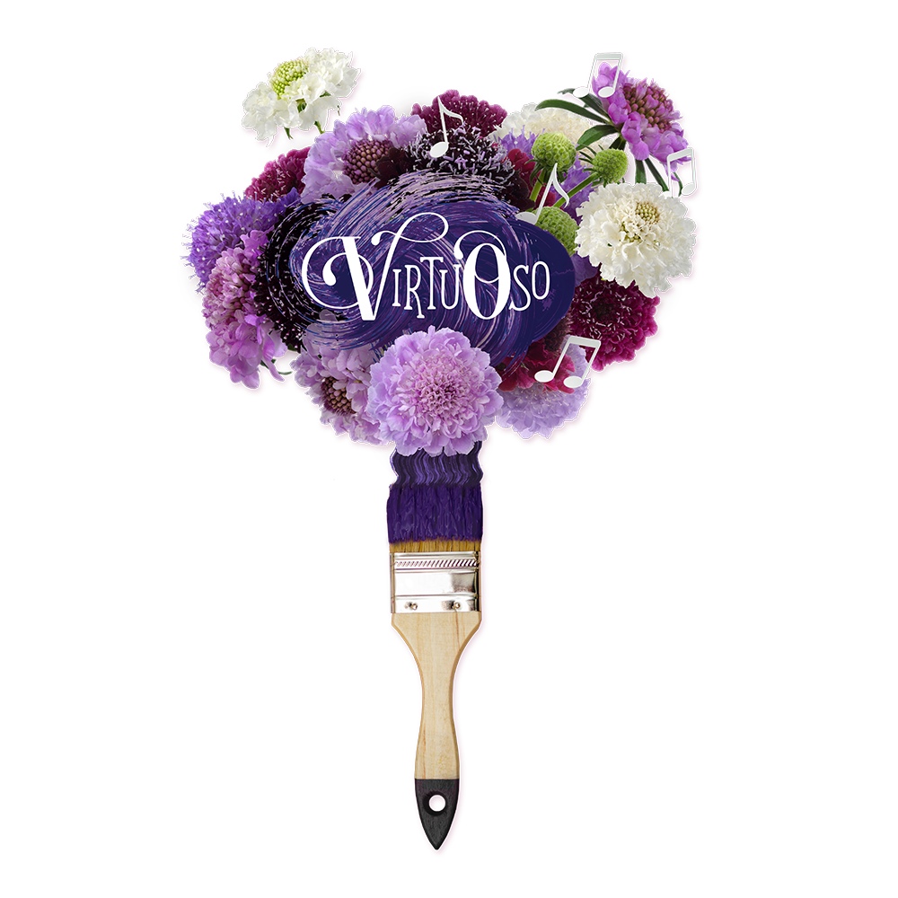 Scabiosa Virtuoso visual