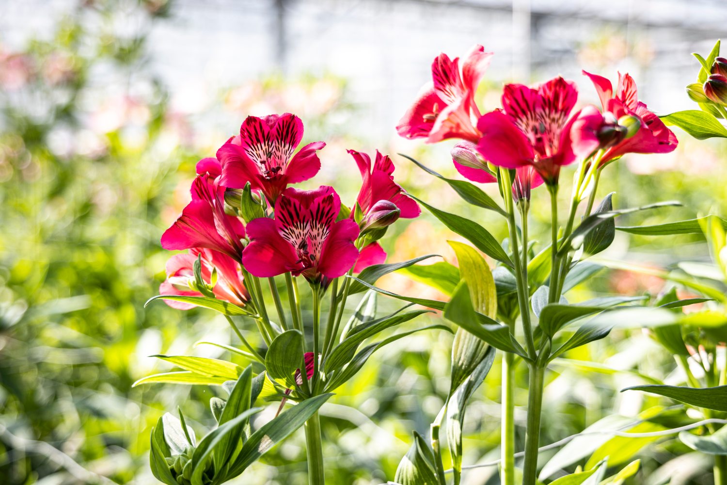 Open Greenhouse Days 2023