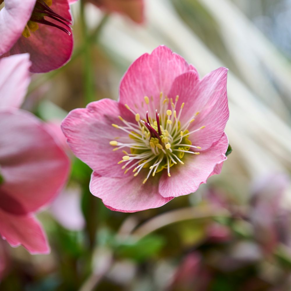 HilverdaFlorist-Helleborus Glamour-Strawberry Moon-8
