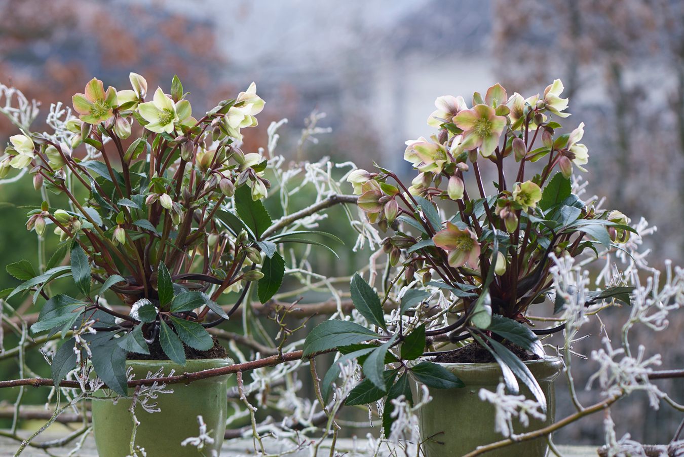 Winter Wonderland Helleborus HilverdaFlorist