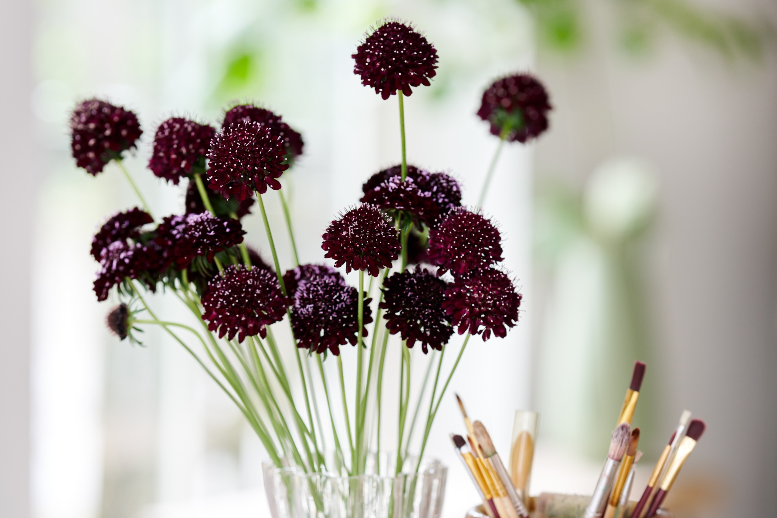 HilverdaFlorist-Scabiosa-Virtuoso-Da Vinci-6 (1)