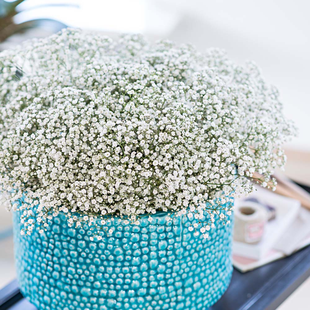 Gypsophila Zinzi Discovery