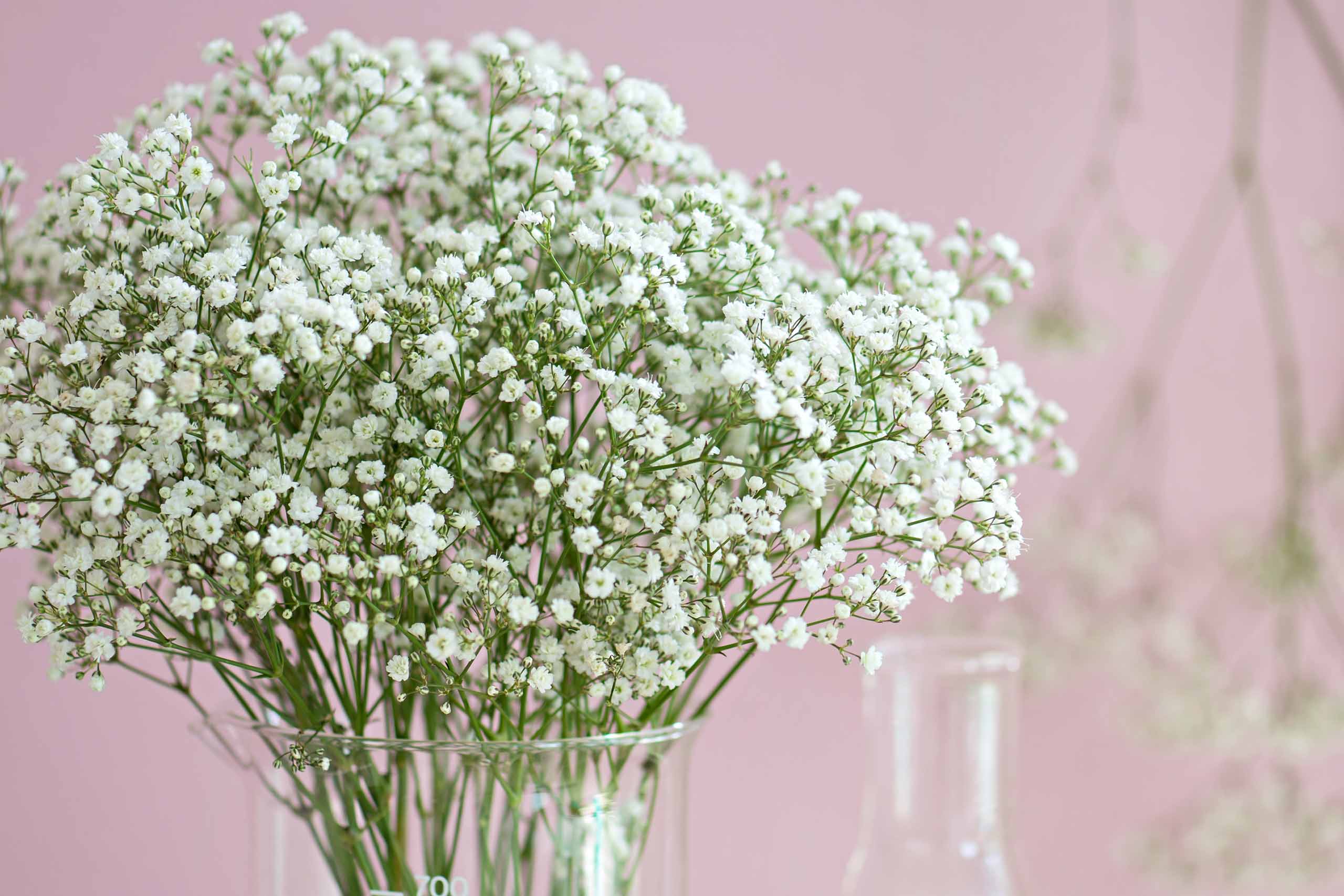 Gypsophila wit bloem