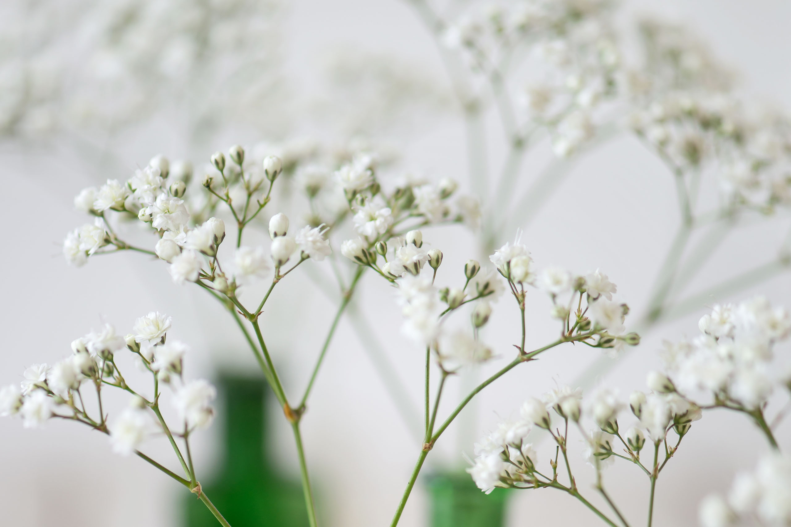 Zinzi Gypsophila