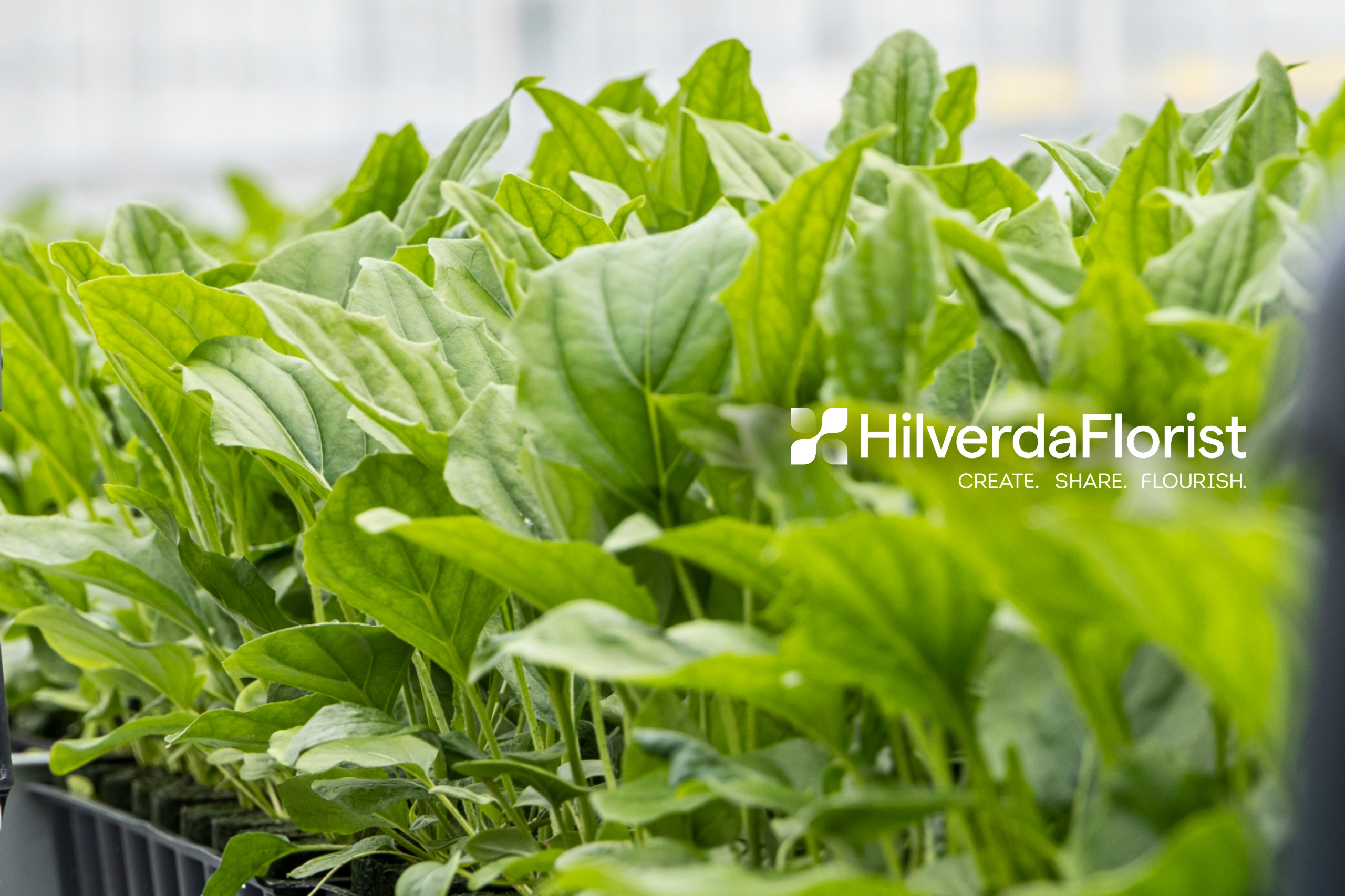 HilverdaFlorist new tagline