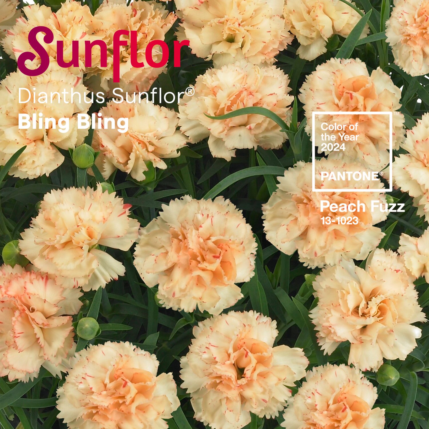 Dianthus Sunflor Bling Bling Peach Fuzz HilverdaFlorist