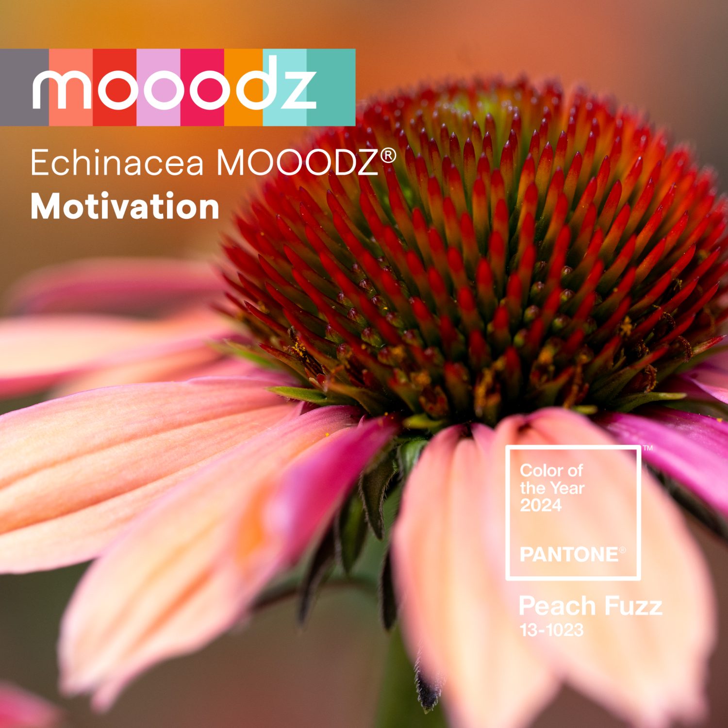 Peach Fuzz Echinacea MOOODZ HilverdaFlorist