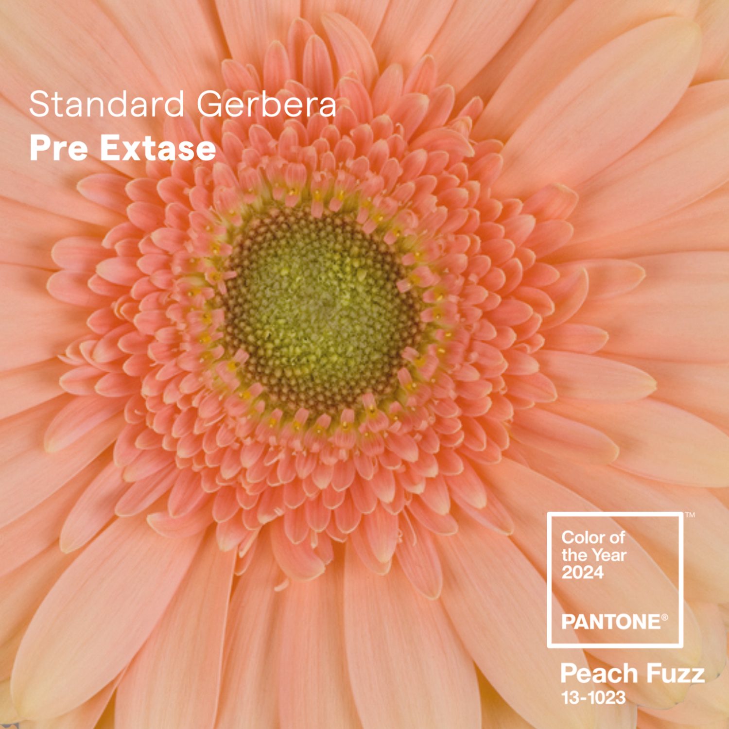 Peach Fuzz pre extase Gerbera HilverdaFlorist