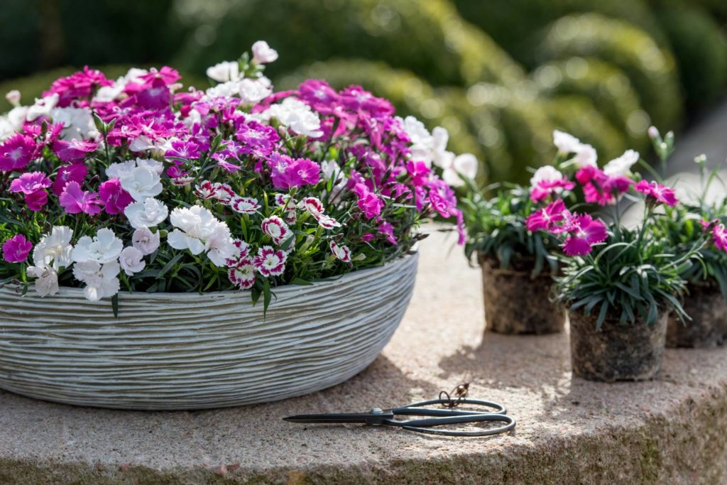 HilverdaFlorist and Dümmen Orange discontinue exclusive licensing agreement (North America) for potted Dianthus as of February 1, 2025