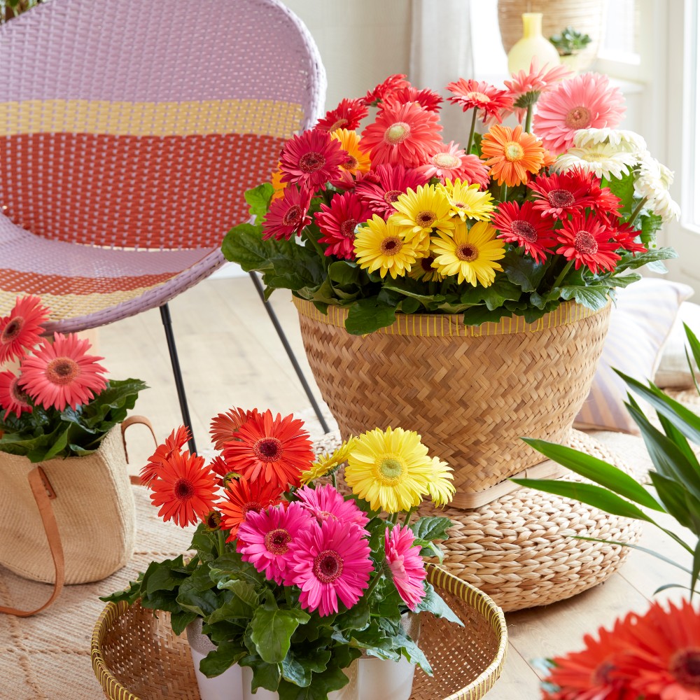 Gerbera Optimum mix