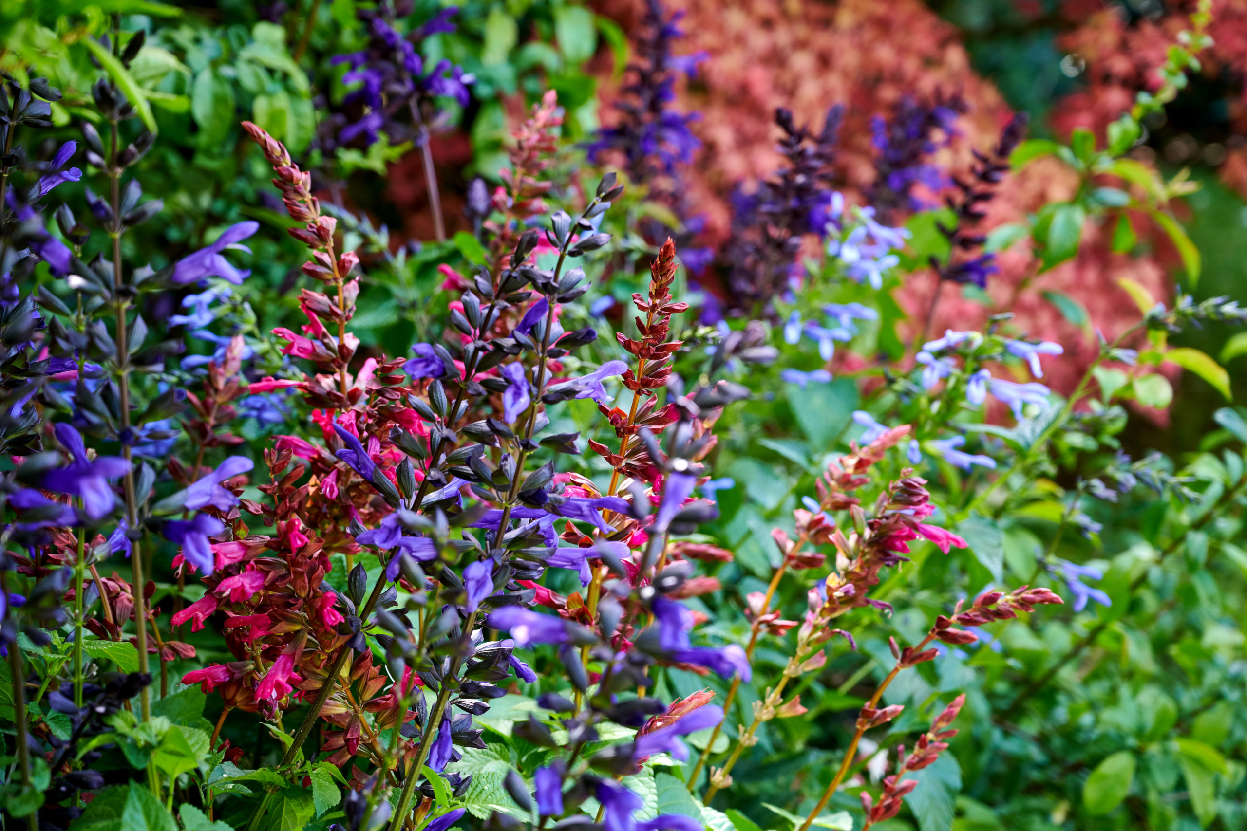 HilverdaFlorist-Salvia-Salgoon-Blueberry, Como, Flamingo, Onega-10