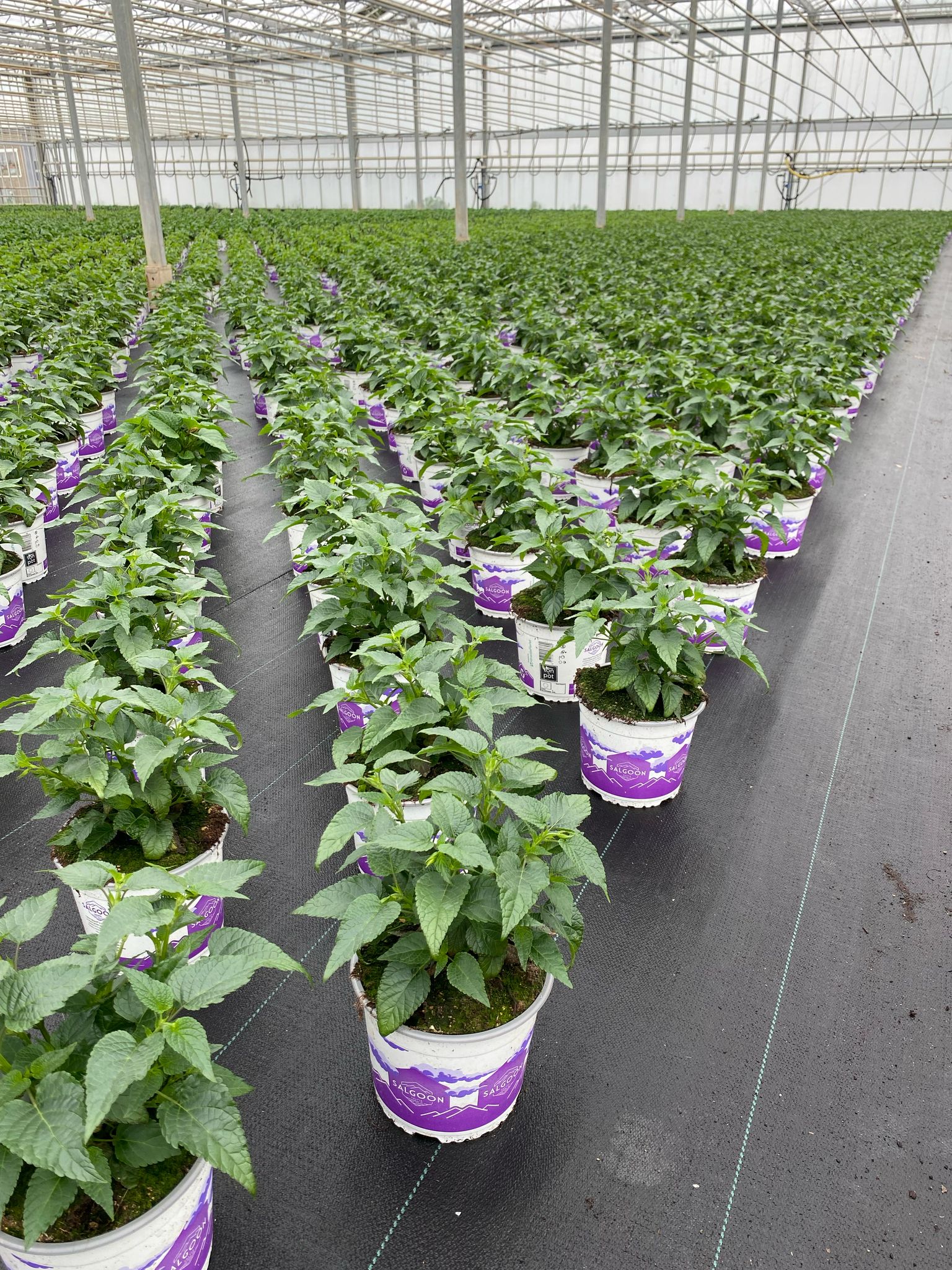 Salvia in pot bij Vreugdenhil (1)
