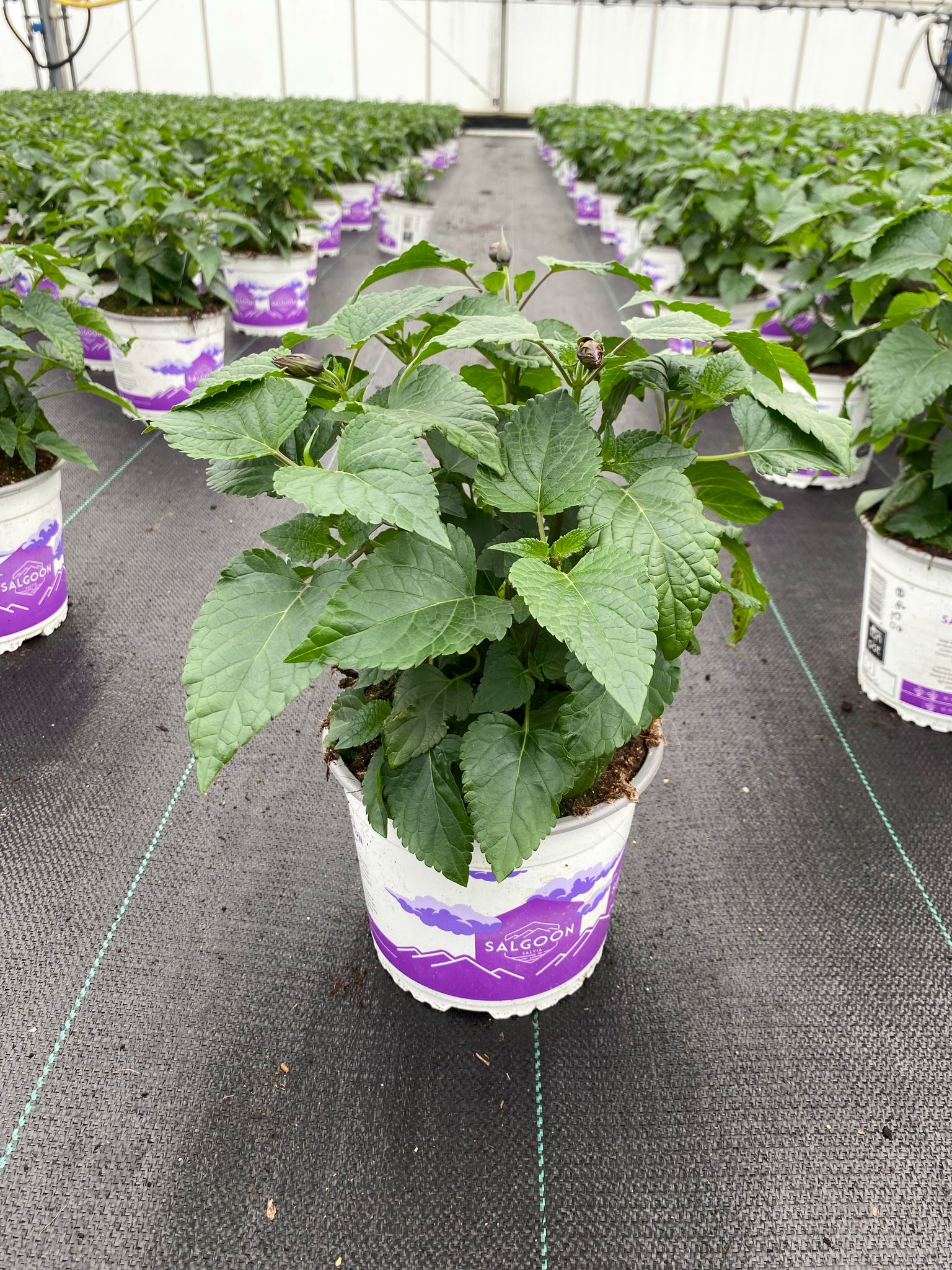 Salvia in pot bij Vreugdenhil (2)