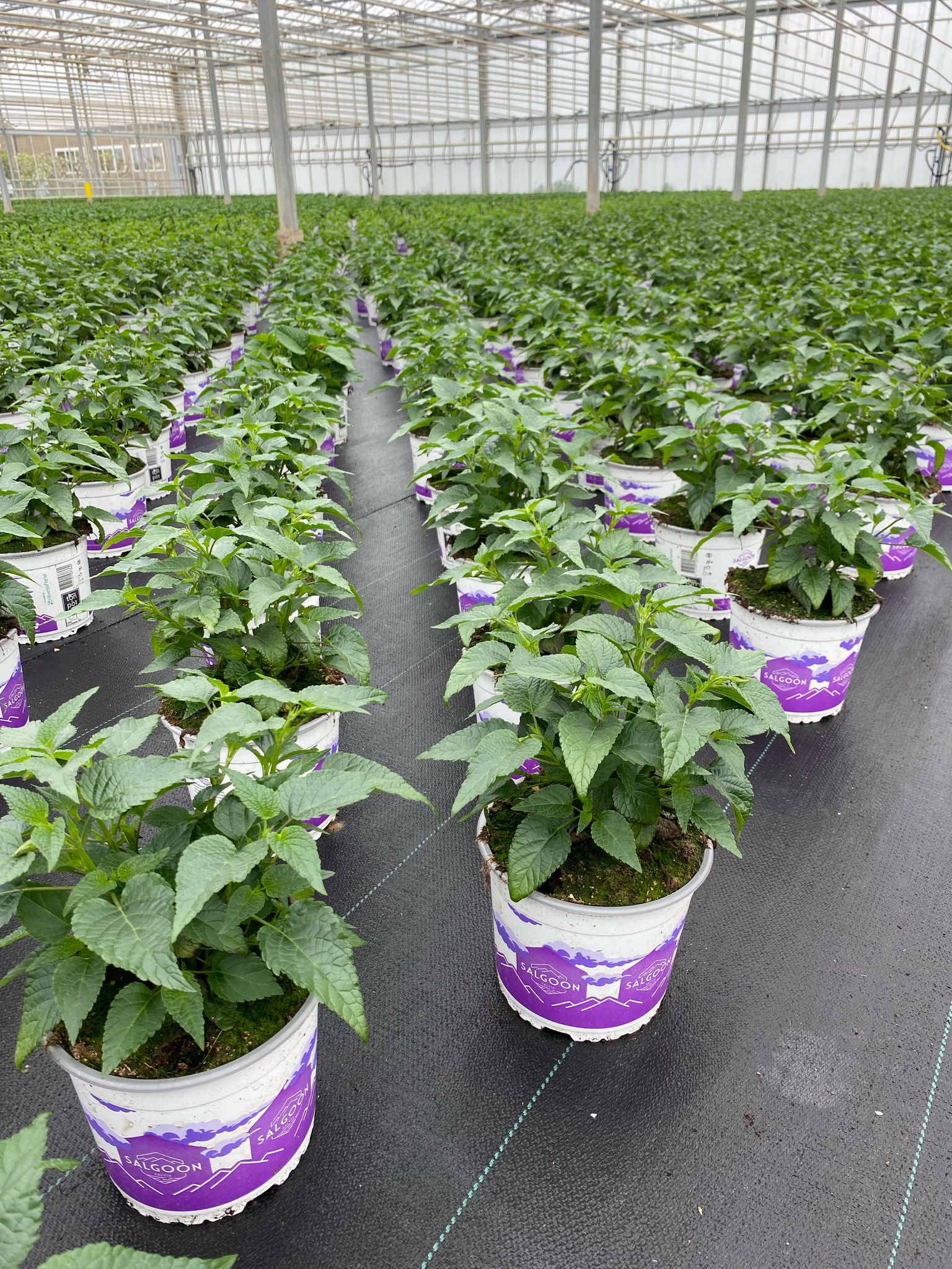 Salvia in pot bij Vreugdenhil (3)